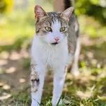 Kot do adopcji