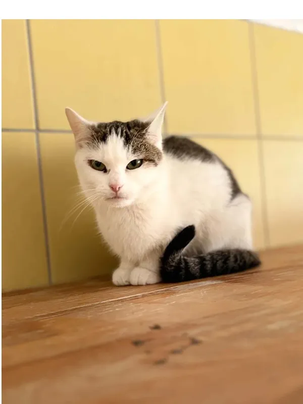 Kot do adopcji, Wrocław, 5 lutego 2026