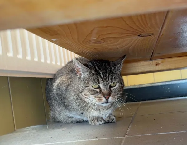 Kot do adopcji, Wrocław, 5 maja 2026