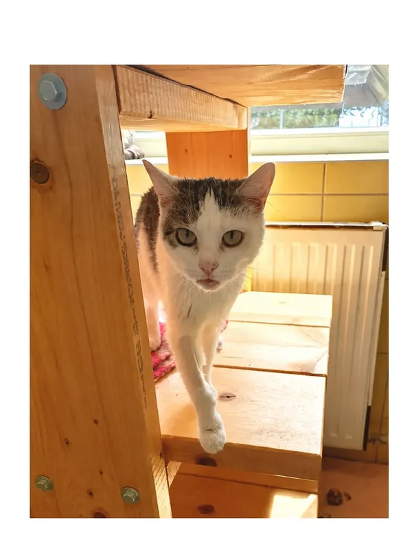 Kot do adopcji, Wrocław, 5 lutego 2026