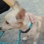 Znaleziono psa