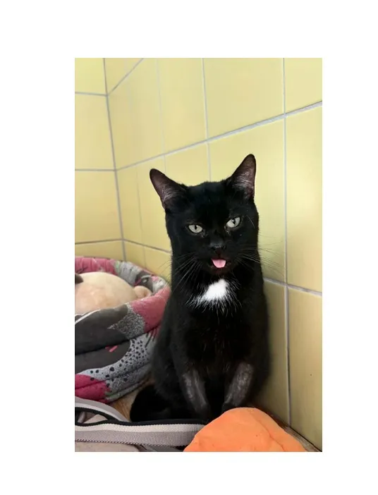 Kot do adopcji, Wrocław, 5 lutego 2026