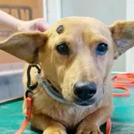 Pies do adopcji