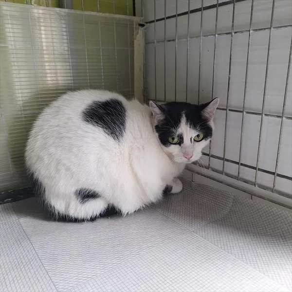 Kot do adopcji, Racibórz, 16 lipca 2026