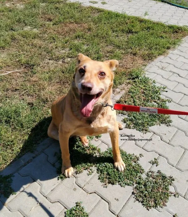Pies do adopcji, Nowy Dwór Mazowiecki, 31 lipca 2026 (1/5)