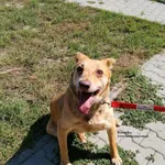 Pies do adopcji
