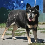 Pies do adopcji