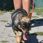 Pies do adopcji