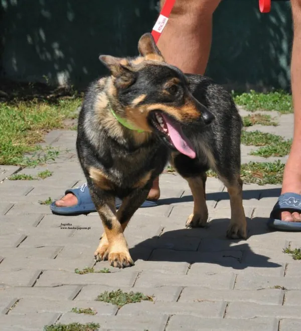 Pies do adopcji, Nowy Dwór Mazowiecki, 31 lipca 2026 (3/5)