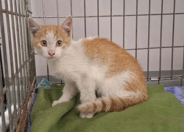 Znaleziono kota, Toruń, 30 lipca 2026