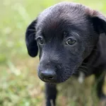 Pies do adopcji