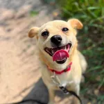 Pies do adopcji