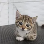Kot do adopcji