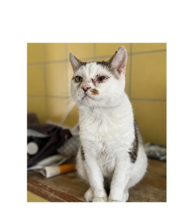 Kot do adopcji, Wrocław, 5 lutego 2026