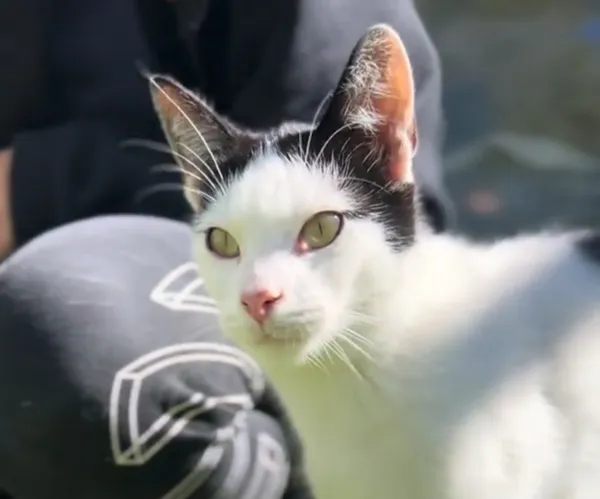 Kot do adopcji, Radom, 8 października 2025