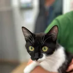 Kot do adopcji