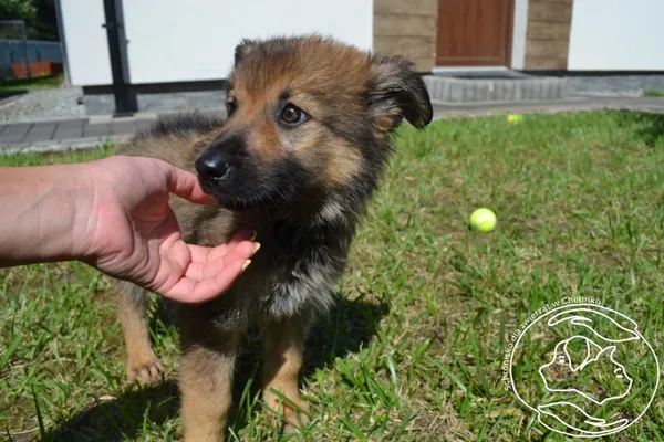 Pies do adopcji, Chełmek, 3 czerwca 2026