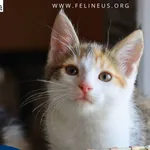 Kot do adopcji