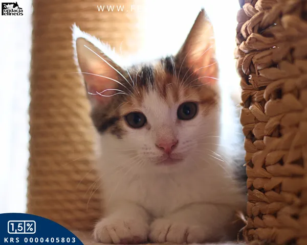 Kot do adopcji, Rzeszów, 2 sierpnia 2026 (2/4)