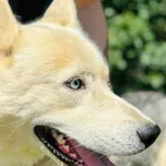 Pies do adopcji