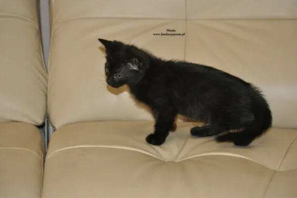 Kot do adopcji, Nowy Dwór Mazowiecki, 3 sierpnia 2026 (5/5)
