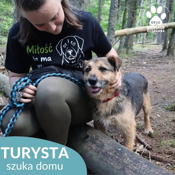 Pies do adopcji, Dąbrówka, 3 sierpnia 2026 (3/5)