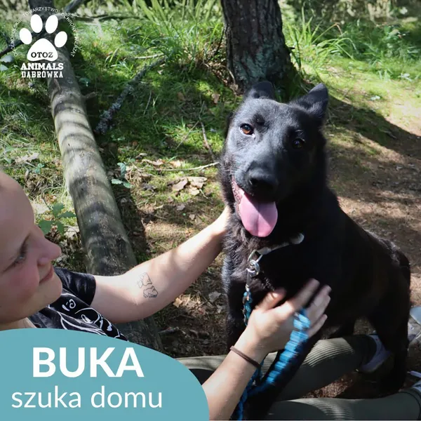Pies do adopcji, Dąbrówka, 31 lipca 2026 (1/5)