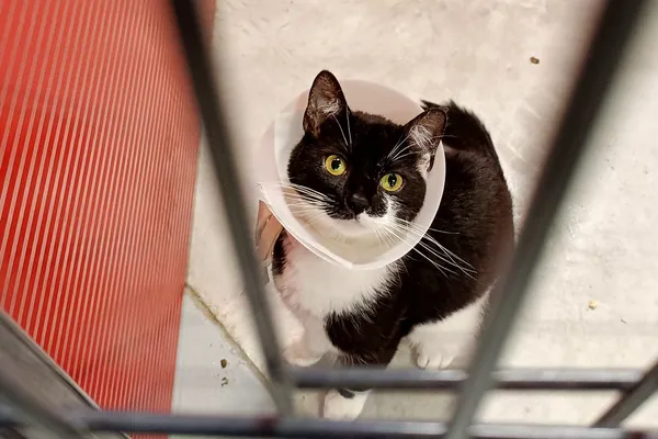 Kot do adopcji, Wałbrzych, 14 lipca 2026