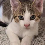 Kot do adopcji