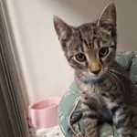 Kot do adopcji