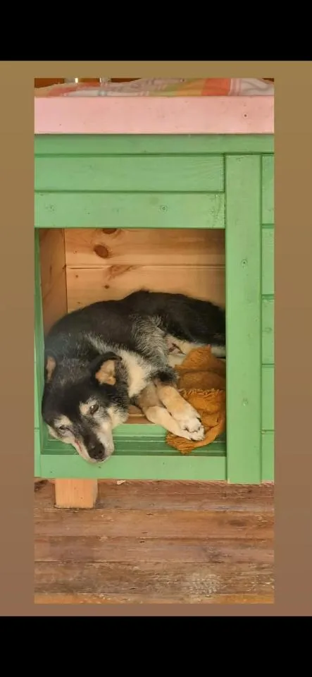 Pies do adopcji, Rytlów, 4 sierpnia 2026