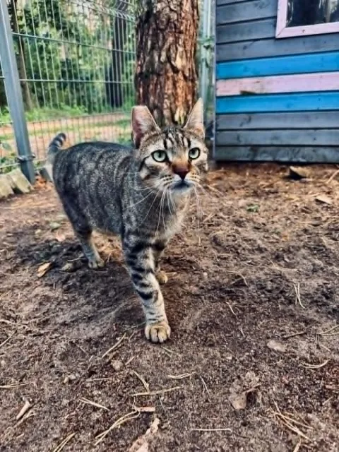 Kot do adopcji, Piła, 18 czerwca 2026