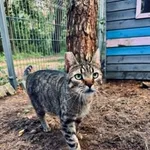 Kot do adopcji