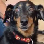 Pies do adopcji