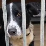 Pies do adopcji