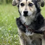 Pies do adopcji
