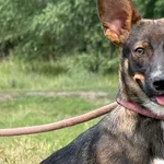 Pies do adopcji