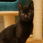 Kot do adopcji
