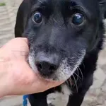 Pies do adopcji