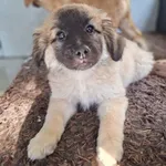 Pies do adopcji