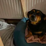 Pies do adopcji