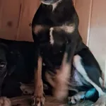 Pies do adopcji
