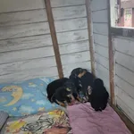 Pies do adopcji