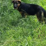 Pies do adopcji