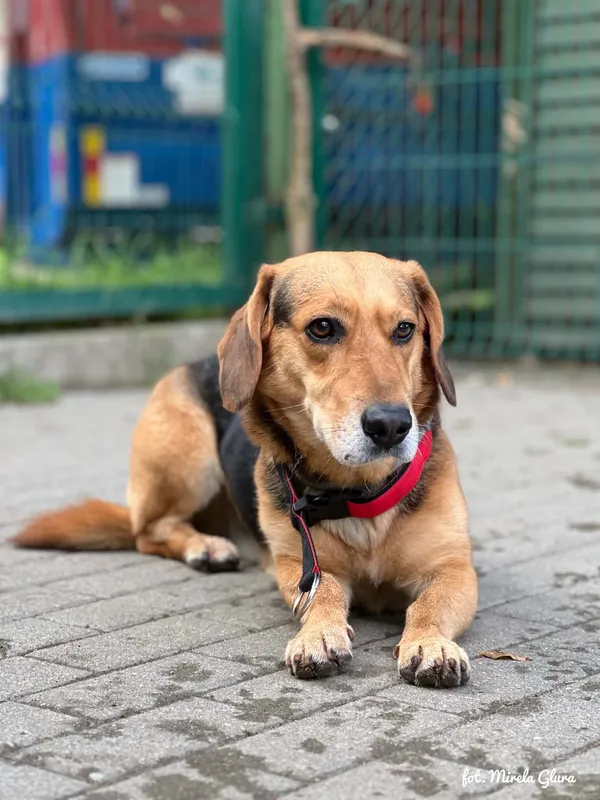 Pies do adopcji, Bydgoszcz, 5 sierpnia 2026 (4/5)