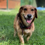 Pies do adopcji