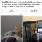 Zaginął kot