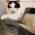 Kot do adopcji