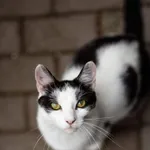 Kot do adopcji