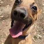 Pies do adopcji